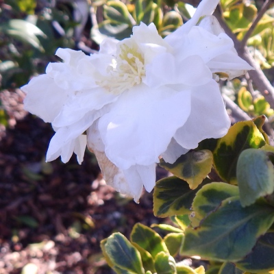 White Doves Benten